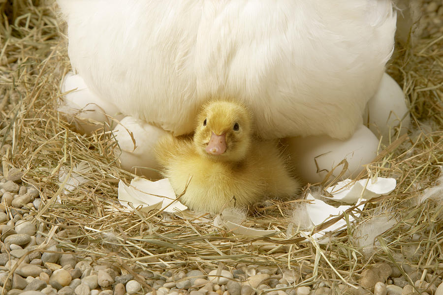 Baby duckling hatched under mother, close-up Photograph by Digital Zoo