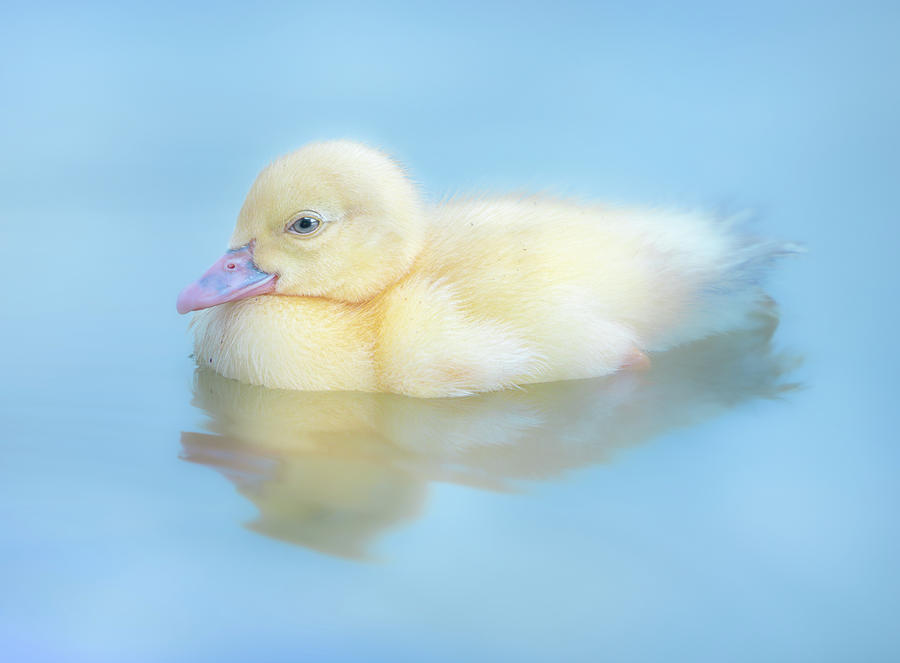 Baby Duckling Photograph by Jordan Hill