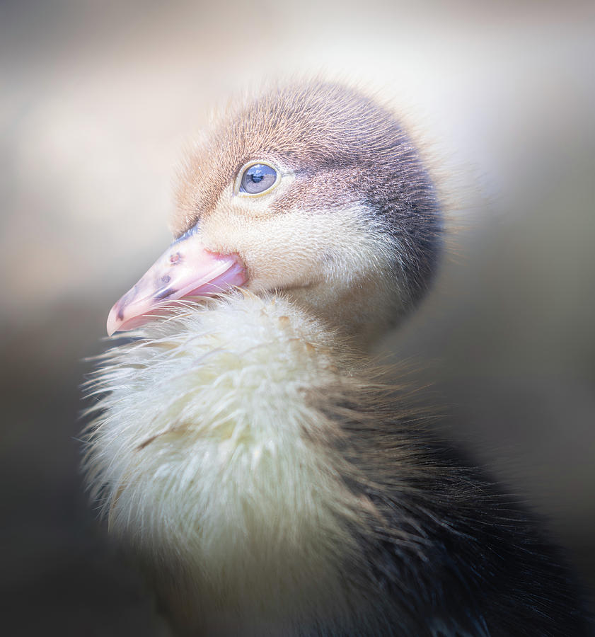 Baby Duckling Portrait Pose Photograph by Jordan Hill
