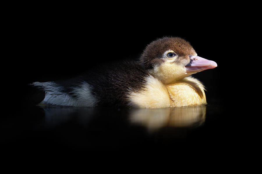 Baby Duckling Swimming Into The Light Photograph by Jordan Hill