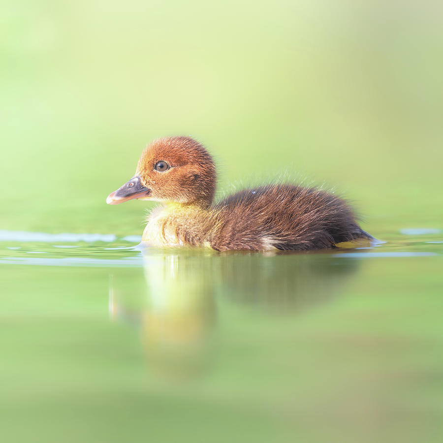 Baby Duckling Swimming Photograph by Jordan Hill
