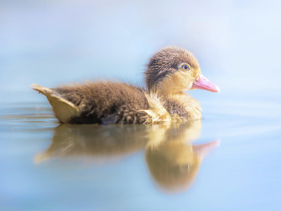 Baby Duckling Swims Photograph by Jordan Hill