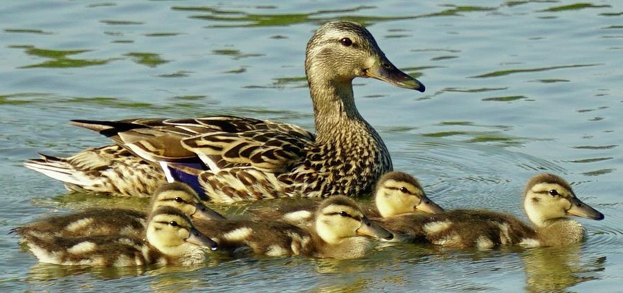 Baby ducks Photograph by Andrew Dallos - Fine Art America