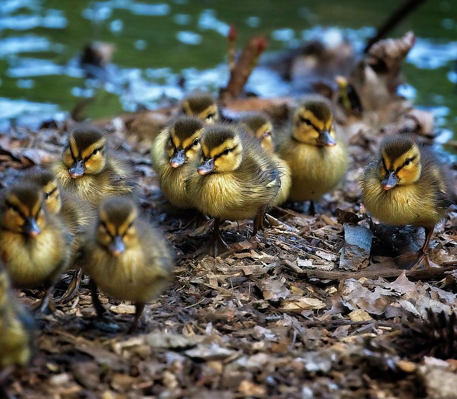 Duck Photograph - Baby Ducks by Matthew Adelman