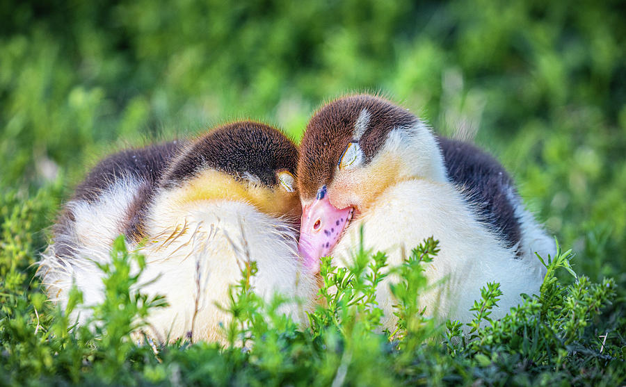 Baby Ducklings Snuggle Photograph by Jordan Hill