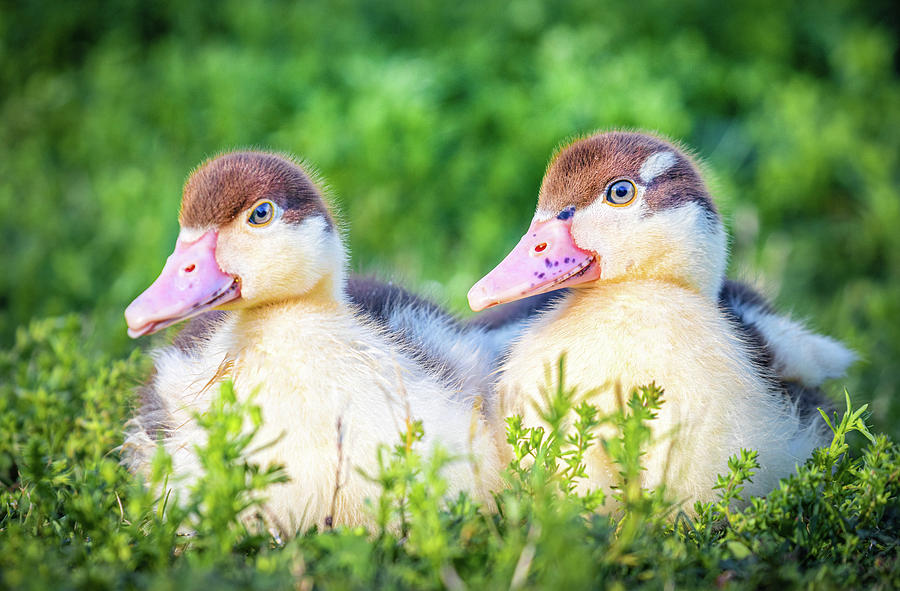 Baby Ducks Ready For Play time Photograph by Jordan Hill