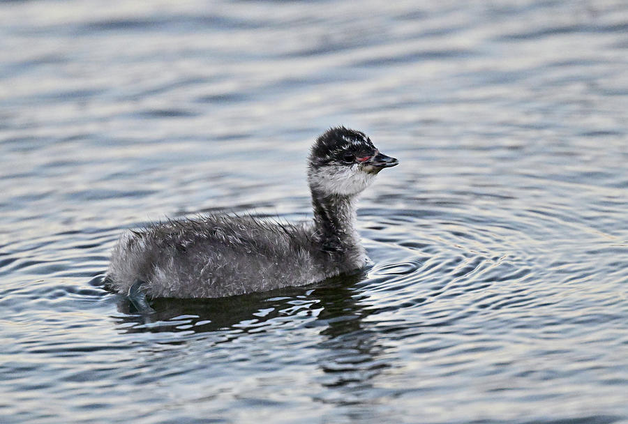 Baby Eared Grebe - Podiceps nigricollis Photograph by Amazing Action Photo Video