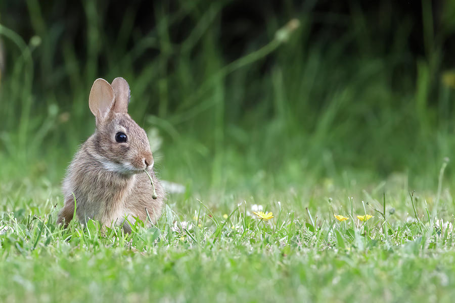 Baby Eastern Cottontail Rabbit Photograph by Michael Russell
