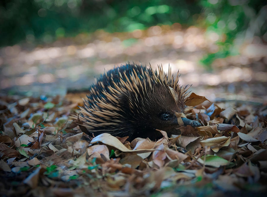 Baby Echidna Poster 80s Painting by Evie Keeley | Pixels