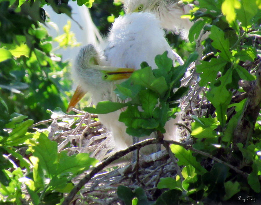 Baby Egret Getting That Itch Photograph by Amy Hosp