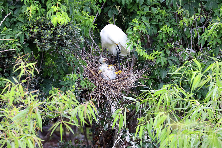 Baby Egrets in the Nest 1464 Photograph by Jack Schultz