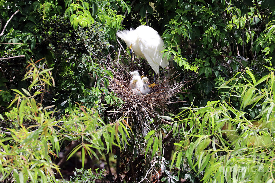 Baby Egrets in the Nest 1472 Photograph by Jack Schultz