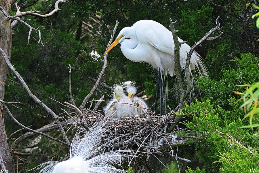 Egret Photograph - Baby Egrets Nesting With Momma by Lisa Wooten