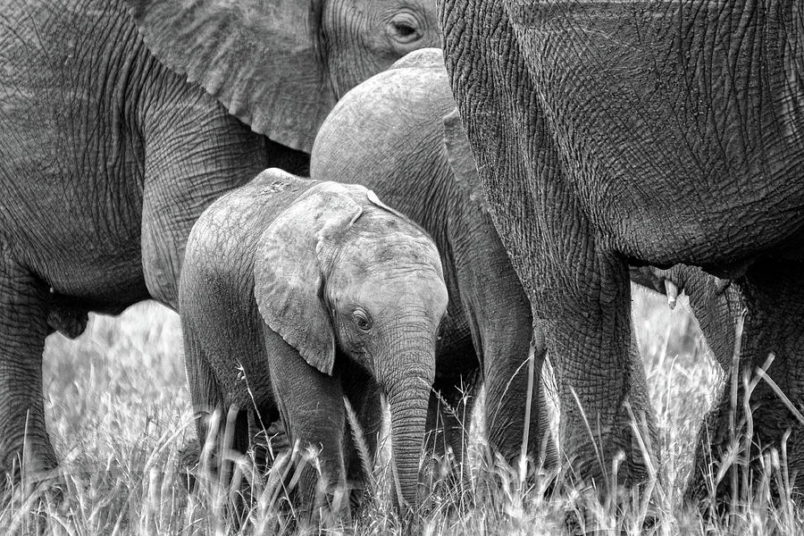 Baby Elephant and Sisters BW Photograph by Adrian O Brien