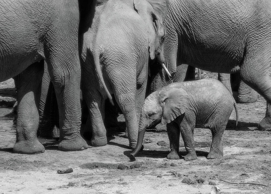 Baby elephant at the watering hole  Photograph by Murray Rudd