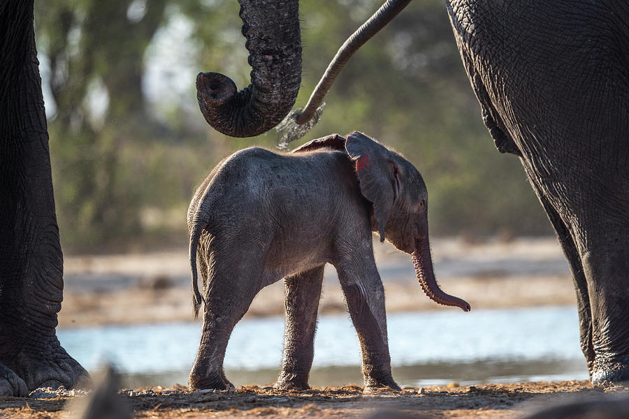 Baby Elephant Photograph by Bill Cubitt