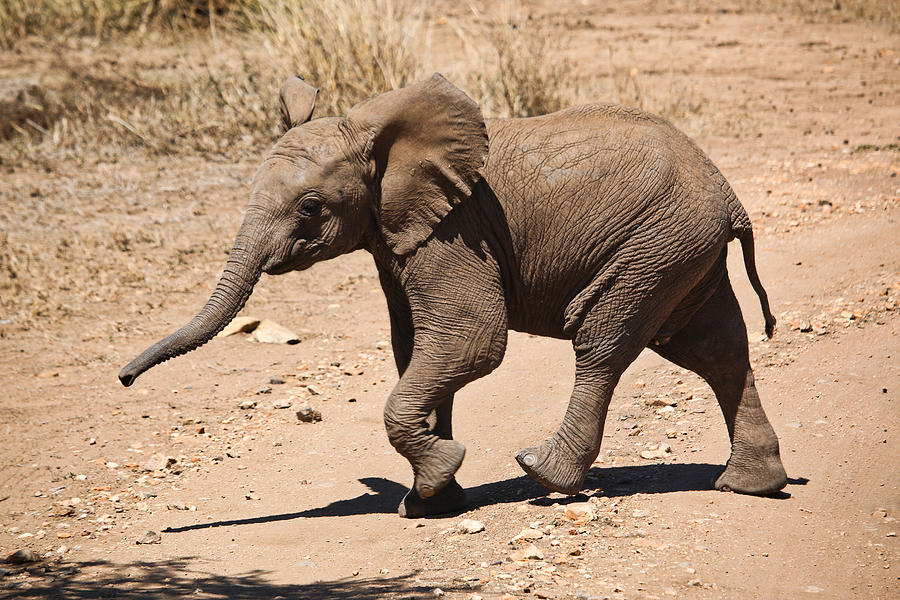 Baby Elephant Photograph