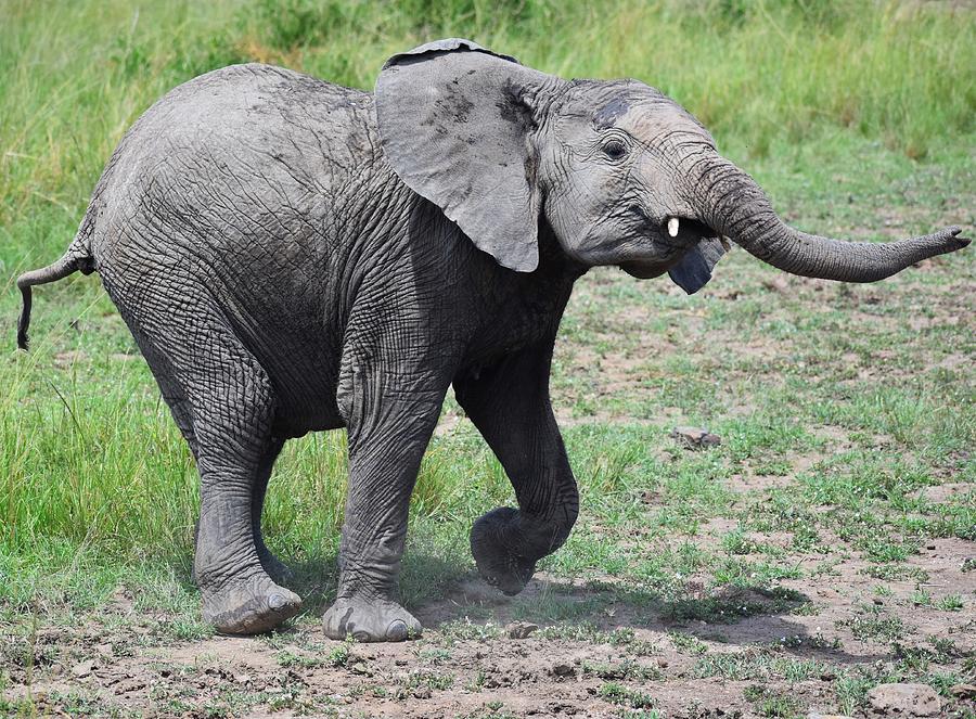 Baby Elephant Having Fun Photograph by Marta Pawlowski | Fine Art America