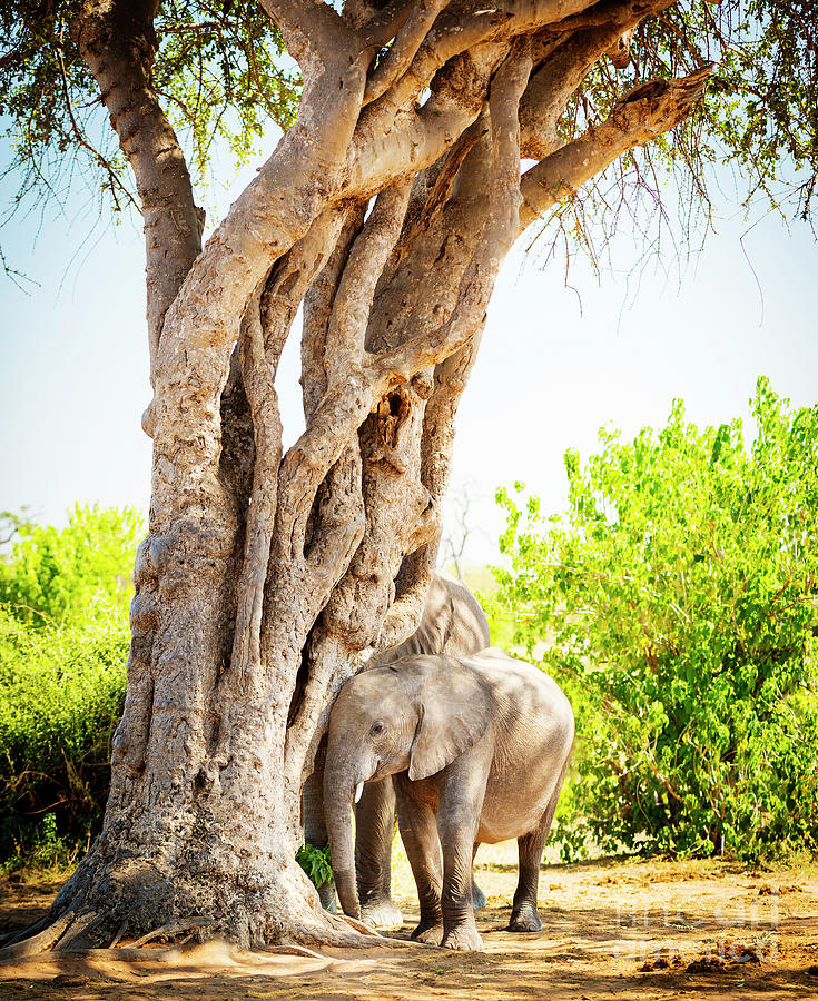 Baby Elephant Hiding Under Tree Photograph