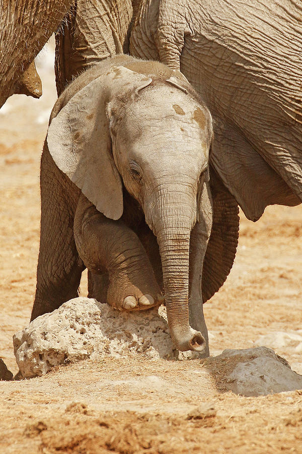 Pan Photograph - Baby Elephant in Etosha by MaryJane Sesto