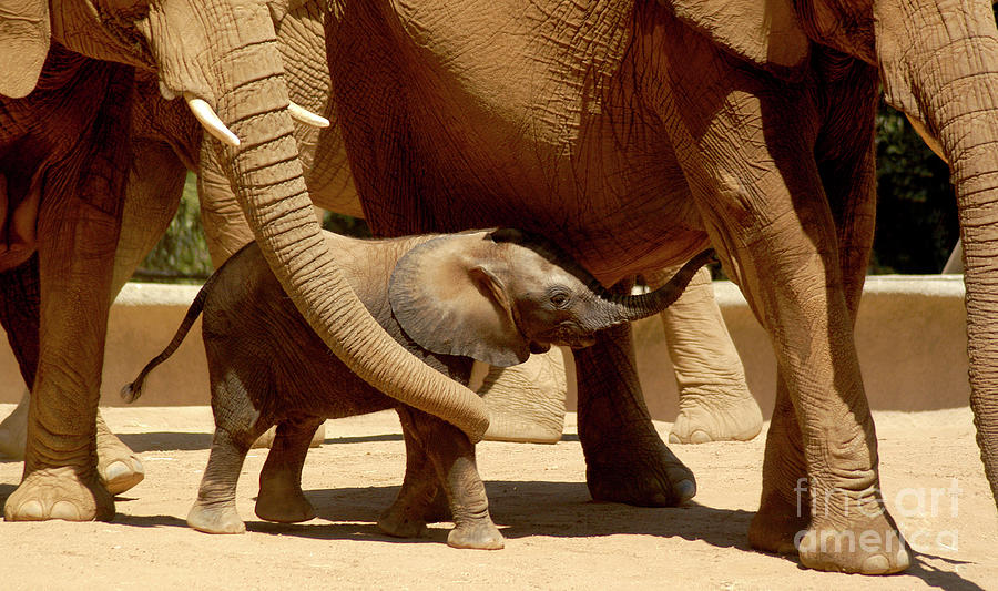 Baby elephant is being protected  Photograph by Gunther Allen