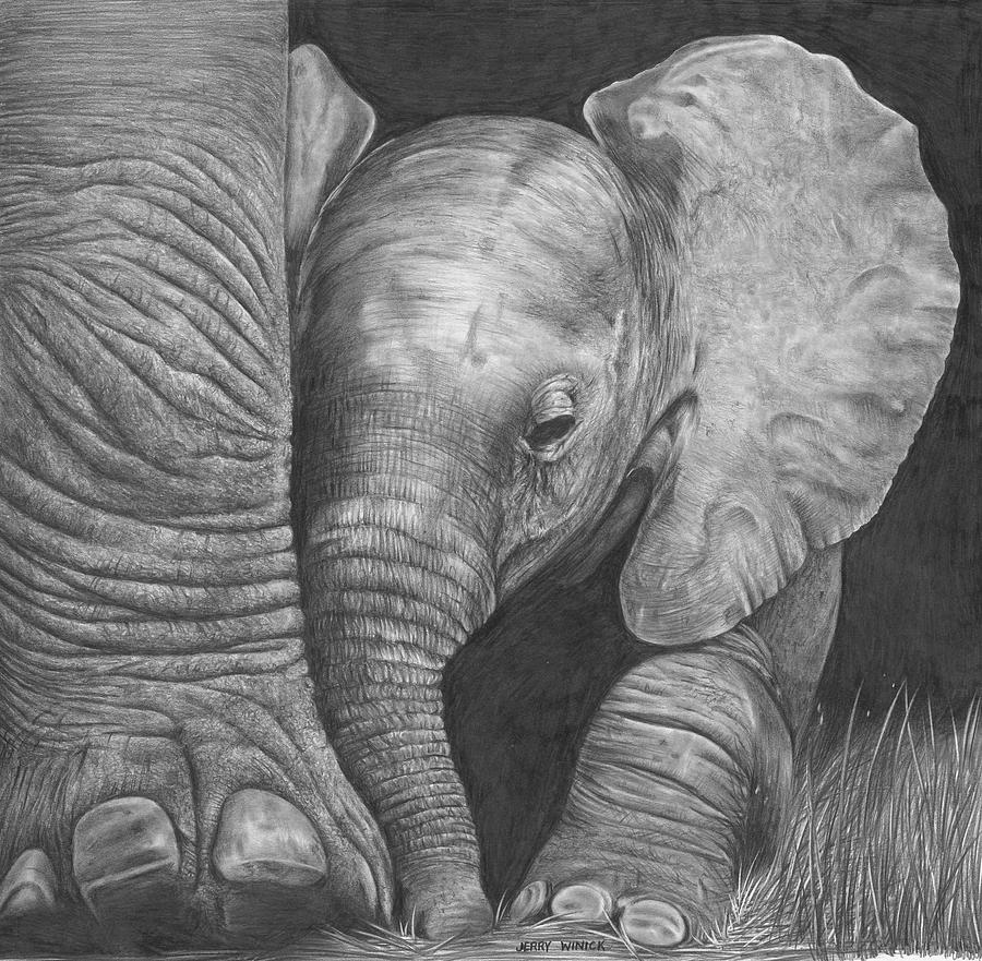 Baby Elephant Drawing