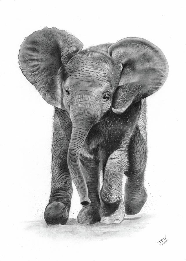 Charging elephant pencil drawing by Vlad-Art-saigonsouth.com.vn