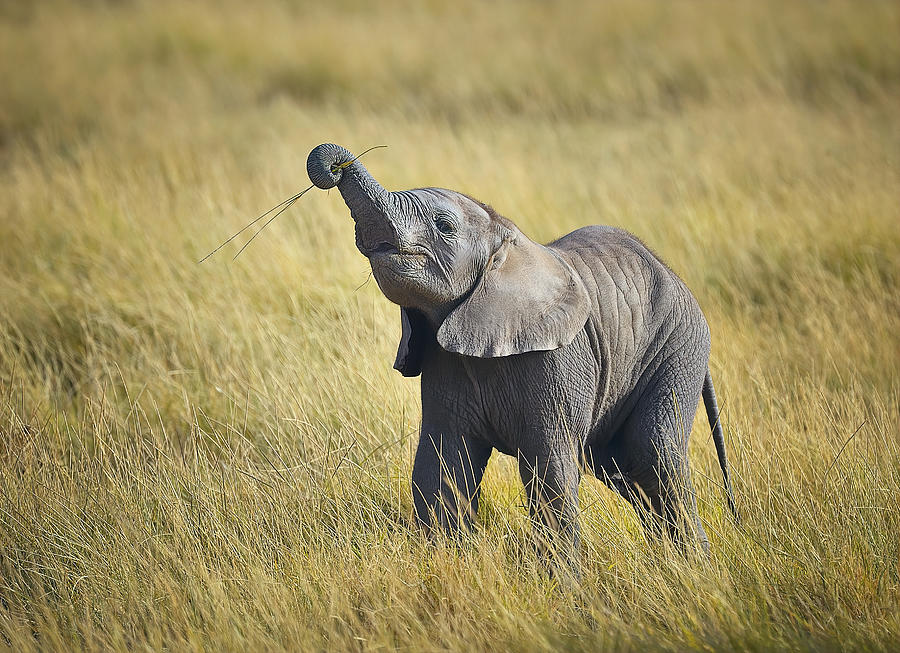 Baby Elephant learning to eat grass in the savannah in Amboseli National Park, Kenya, East Africa Photograph by Diana Robinson Photography