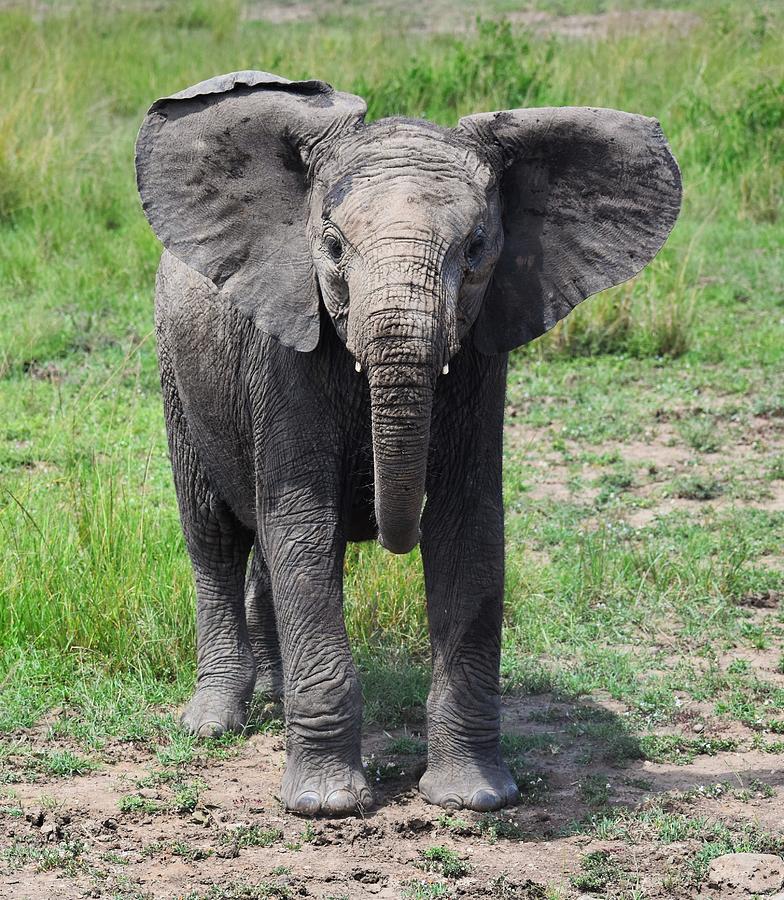 Baby Elephant Photograph by Marta Pawlowski - Fine Art America