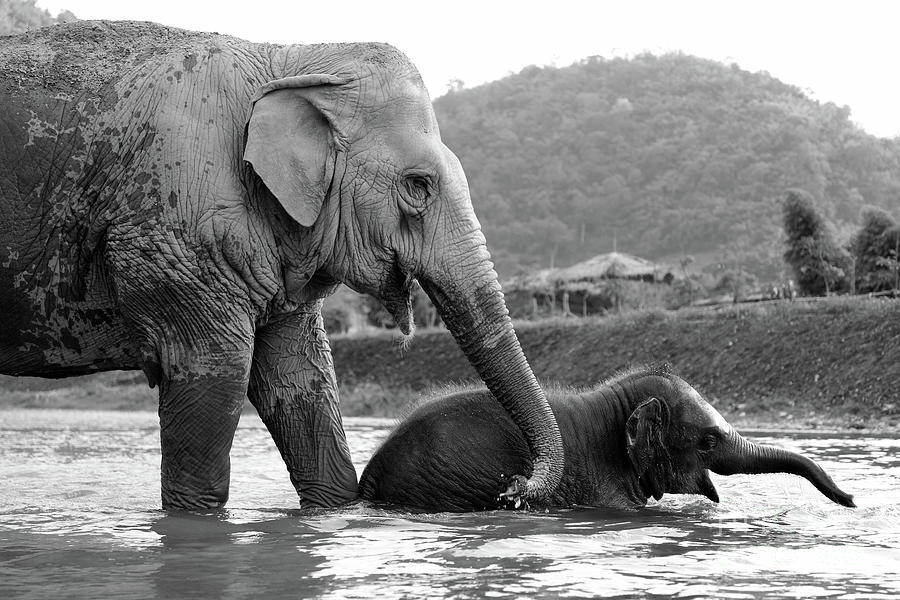 Elephant Photograph - Baby Elephant Plays in Water With Mother by Shanna Vincent