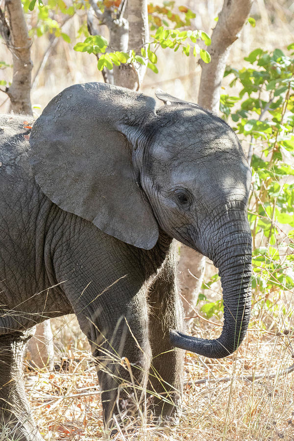 baby elephant posing vicki stephens