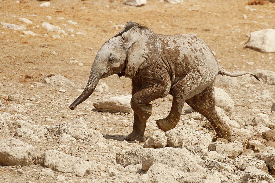 Baby Elephant Running Photograph by MaryJane Sesto