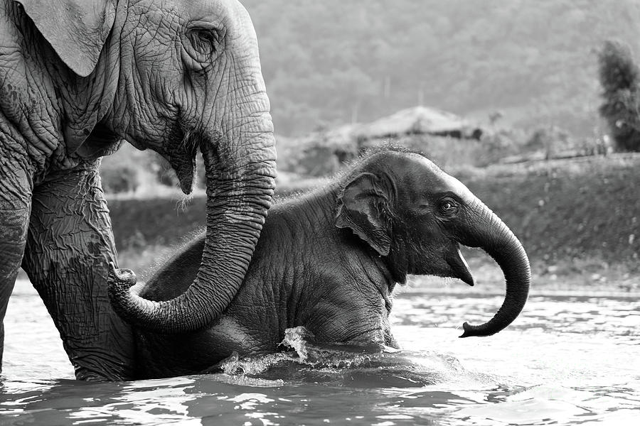 Elephant Photograph - Baby Elephant Smiles in River With Mother by Shanna Vincent
