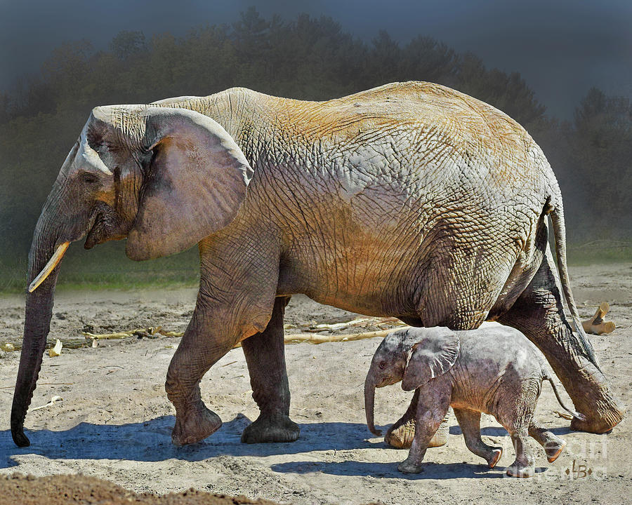 Baby Elephant Walk Photograph by Linda Brittain