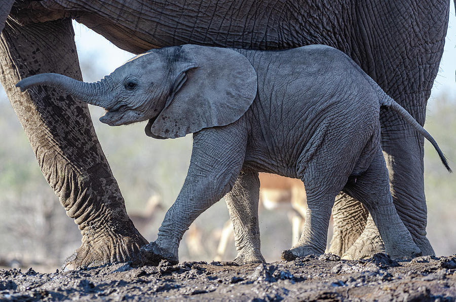 Baby Elephant Walking by Mother Photograph Photograph by JPR Ventures LLC