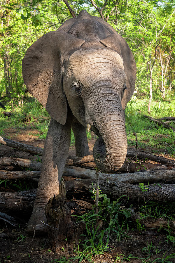 Wildlife Photograph - Baby Elephant Zimbabwe Africa by Joan Carroll