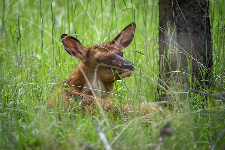 Baby Elk Photograph by Bill Cubitt