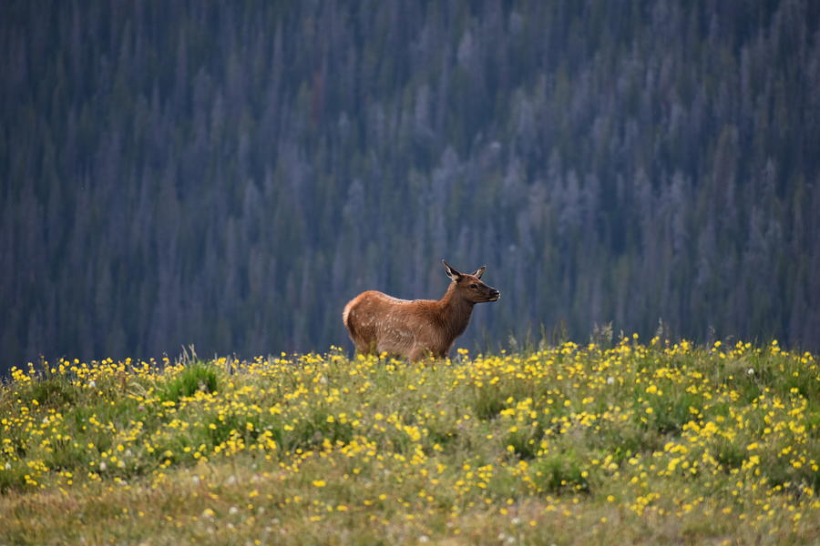 Baby Elk in Rocky Mountain National Park Photograph by The Lazy ...