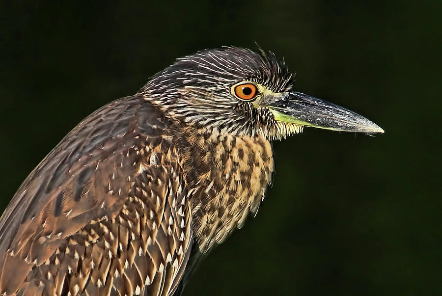 Baby Face - Yellow-crowned Night Heron  Photograph by HH Photography of Florida