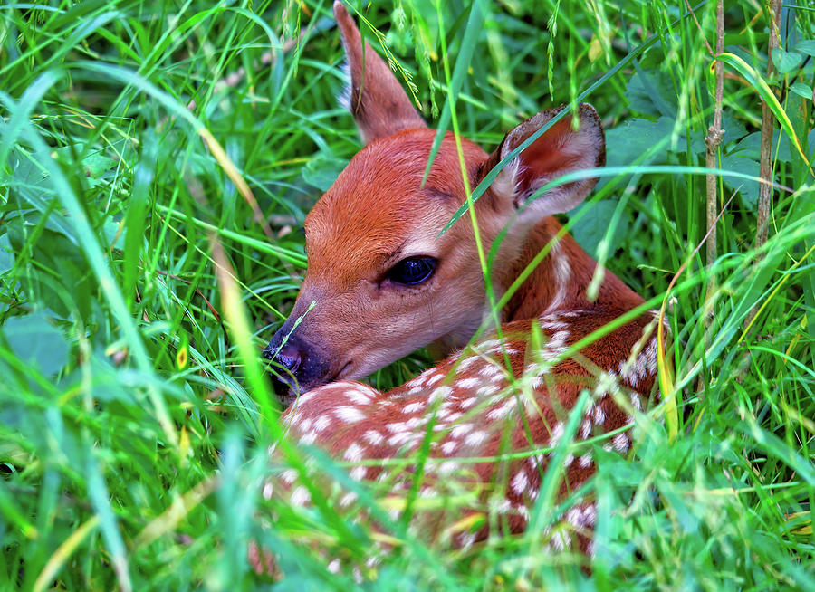 Baby Fawn In Tall Grass Photograph by Laura Vilandre