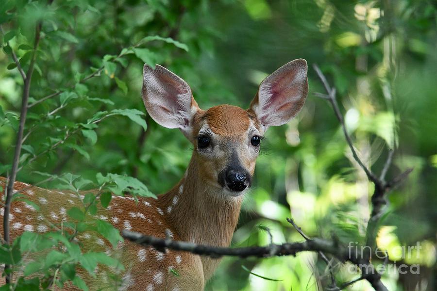 Baby Fawn in the woods Photograph by Leslie Gilbertson - Fine Art America