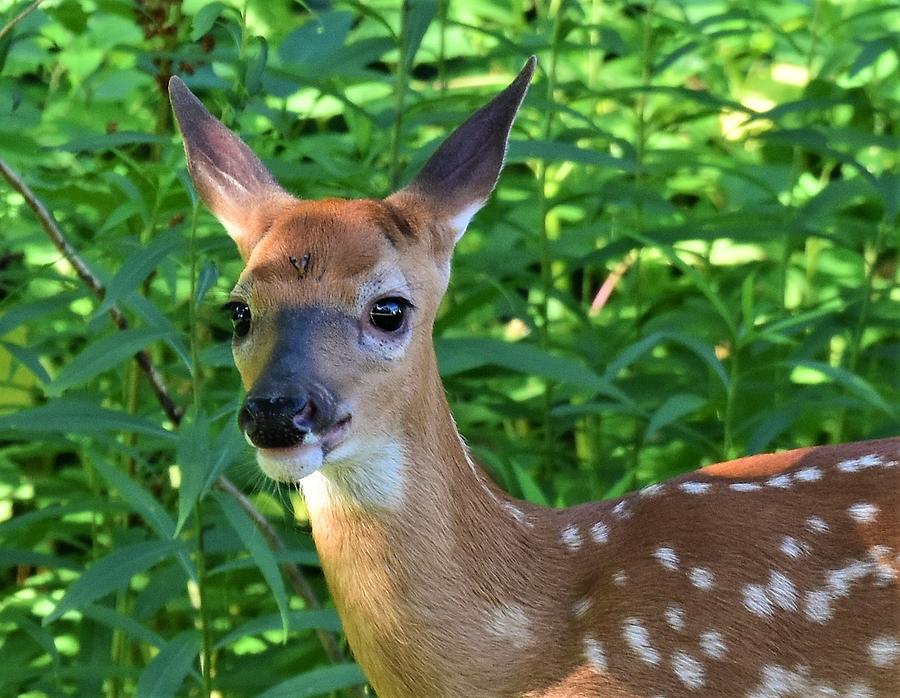 Baby Fawn Photograph By Jo-ann Matthews 