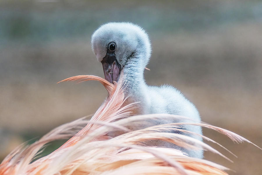 Baby Flamingo 14 Days Old 5 Photograph by Steve Rich
