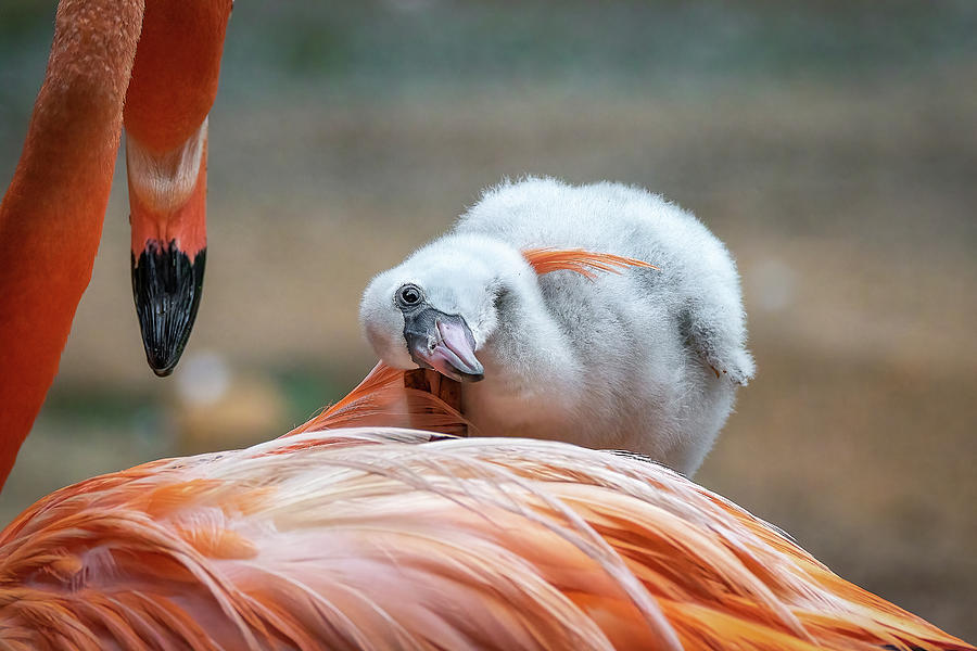 Baby Flamingo 14 Days Old 6 Photograph by Steve Rich
