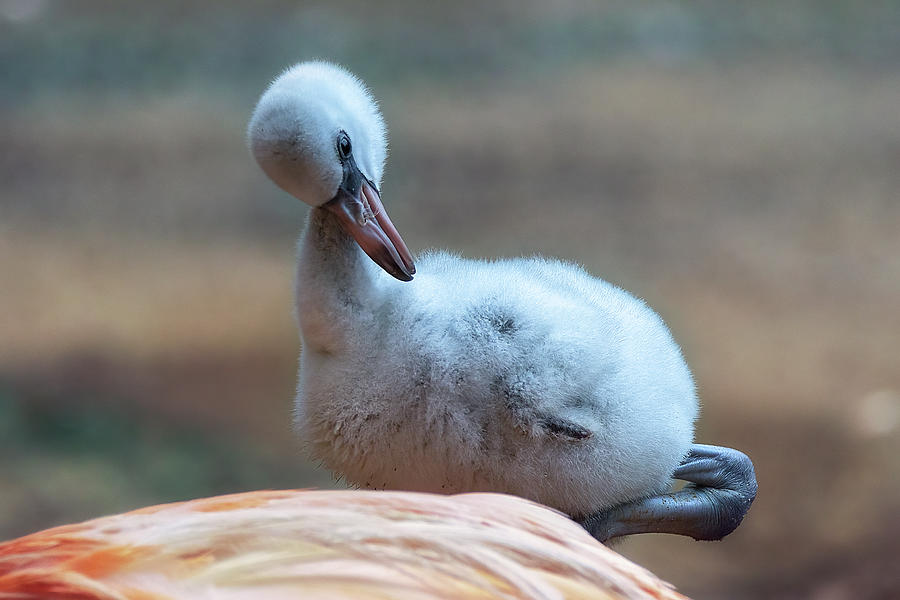 Flamingo Photograph - Baby Flamingo 14 Days Old by Steve Rich