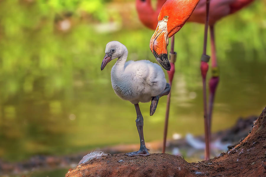 Baby Flamingo on One Leg Photograph by Steve Rich