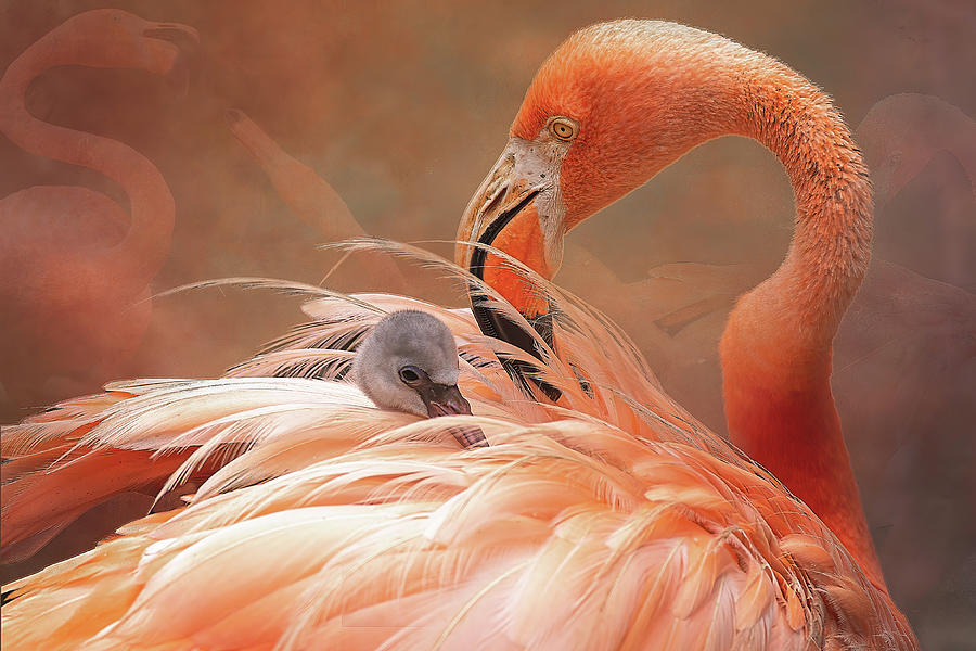 baby greater flamingo