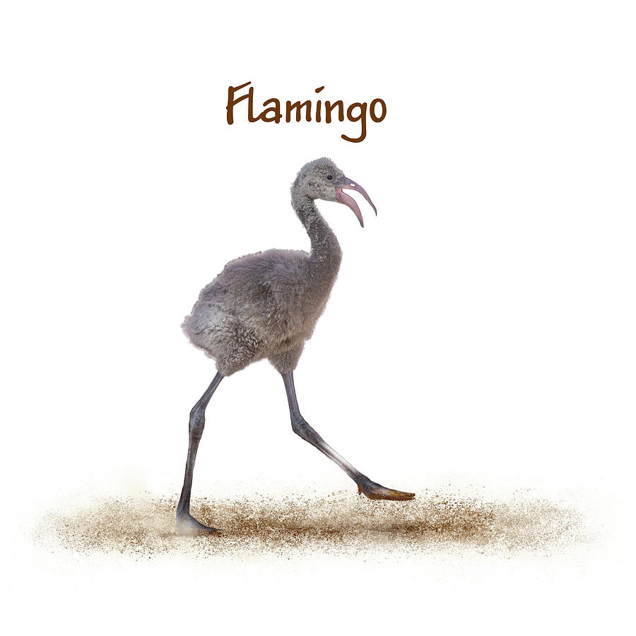 Baby Flamingo Walking Over White Photograph by Good Focused