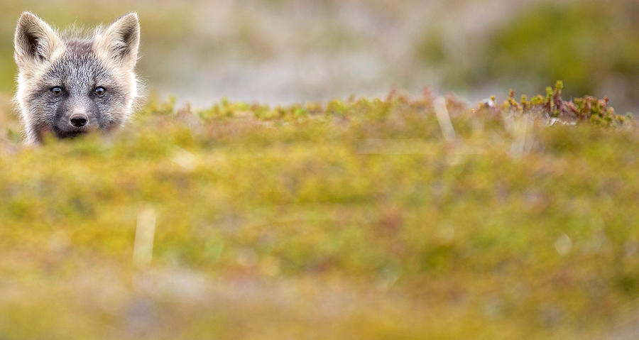 Baby Fox Photograph by Andrea Iberti | Fine Art America