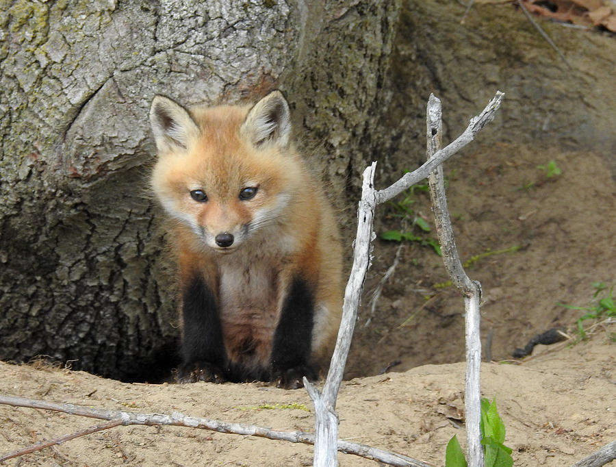 Baby Fox at Den Photograph by Angela Michaud - Fine Art America